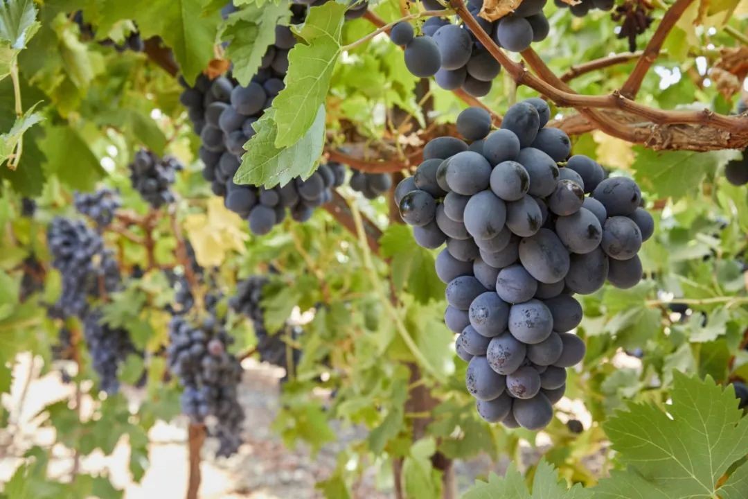 爱朵拉无籽（ADORA SEEDLESS®）