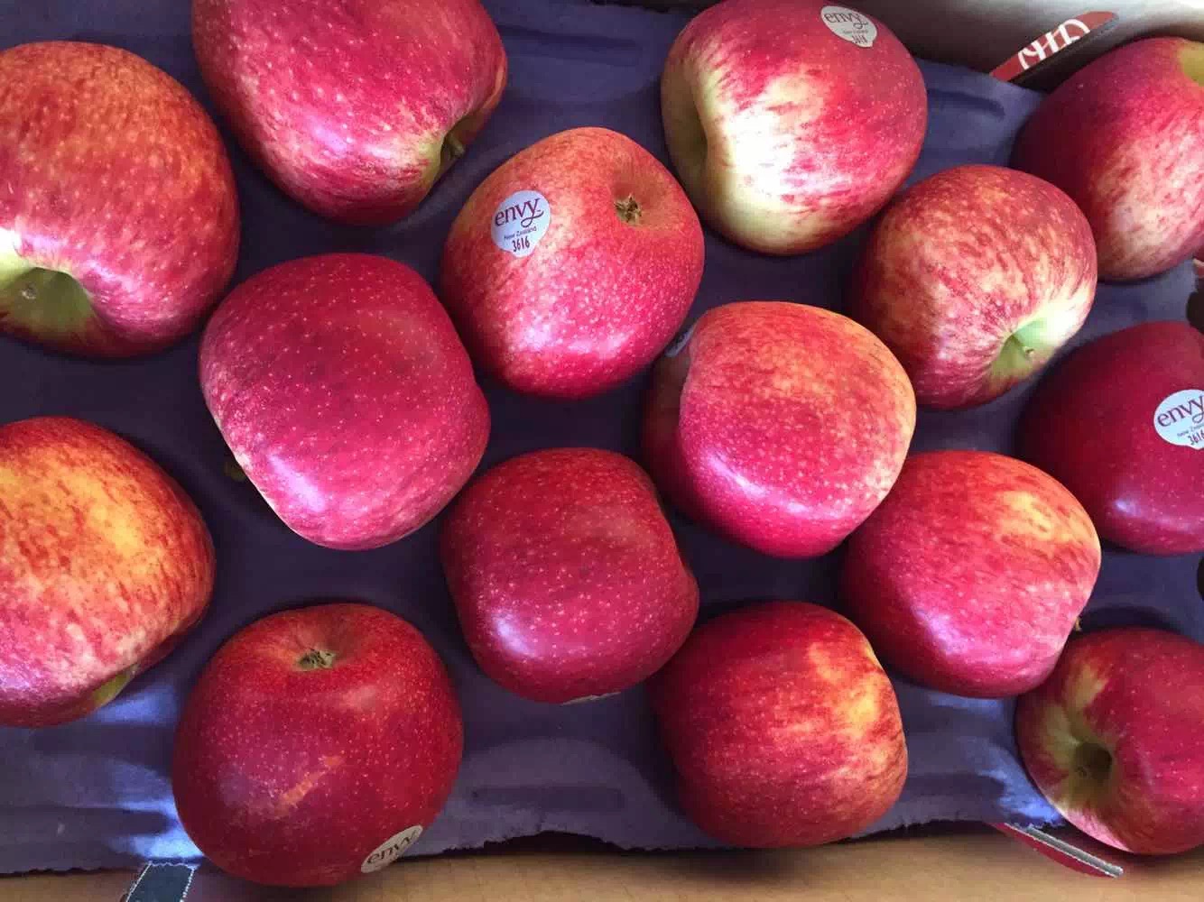 自然之馈赠 新西兰“最早的”苹果Breeze™来了 | 国际果蔬报道