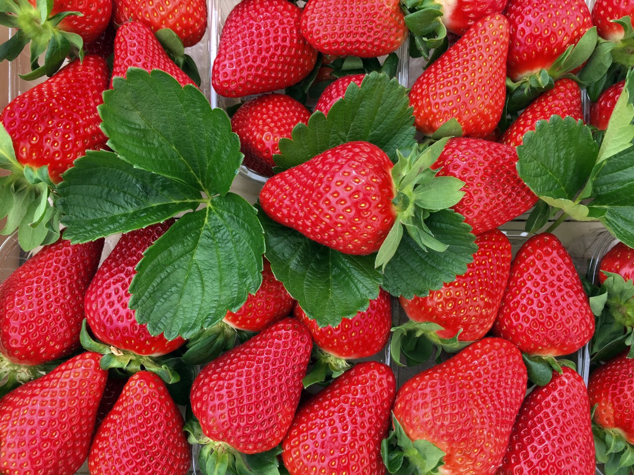 吃草莓有哪些好处？ - 草莓采摘园百科