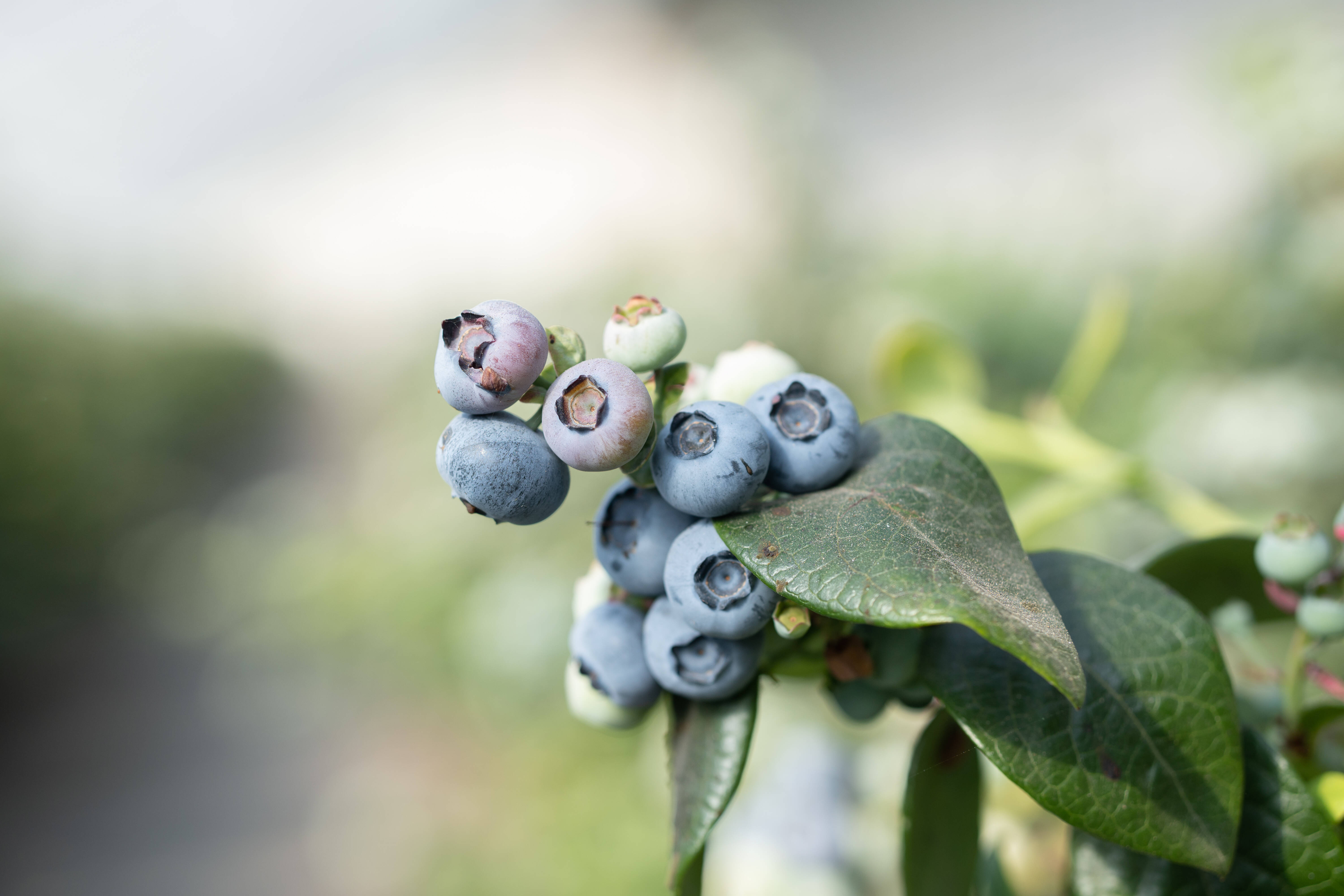 吉林延吉：棚膜蓝莓为乡村振兴蓄力_凤凰网视频_凤凰网