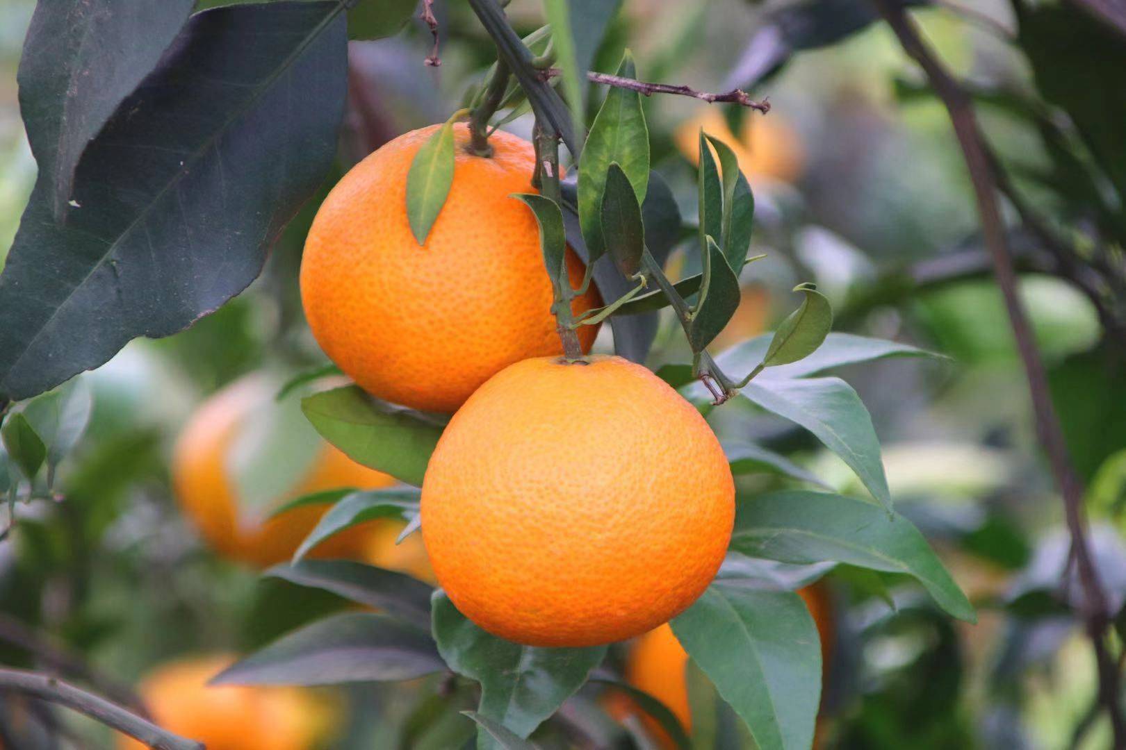 爱媛38号果冻橙 生鲜拍摄 水果拍摄 土特产美食拍摄_迪芃视觉-站酷ZCOOL