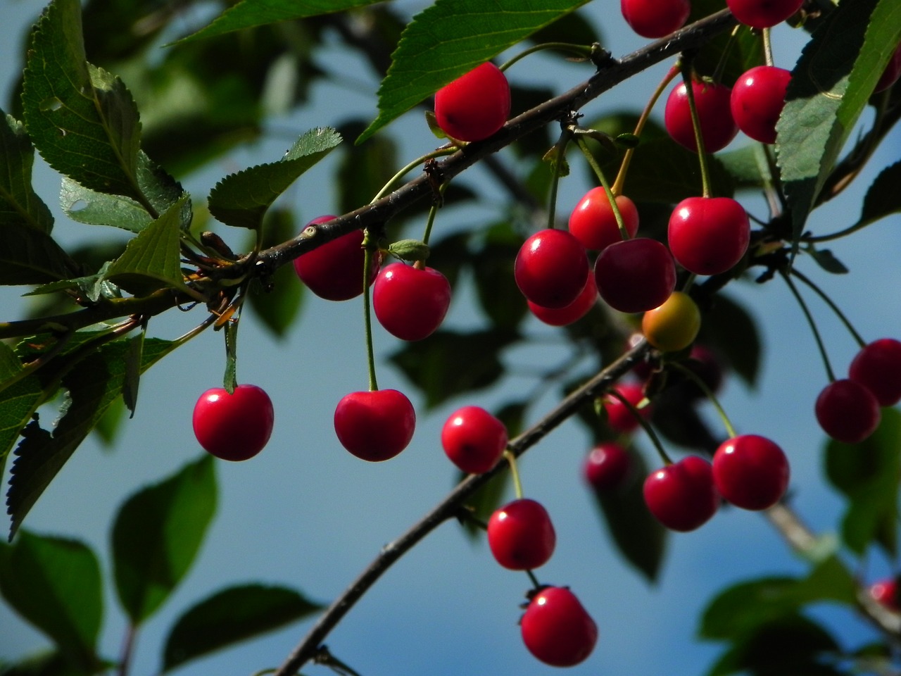 樱桃和苹果季节到了，求了解樱桃品种以及哪个品种味道较好？ - 知乎