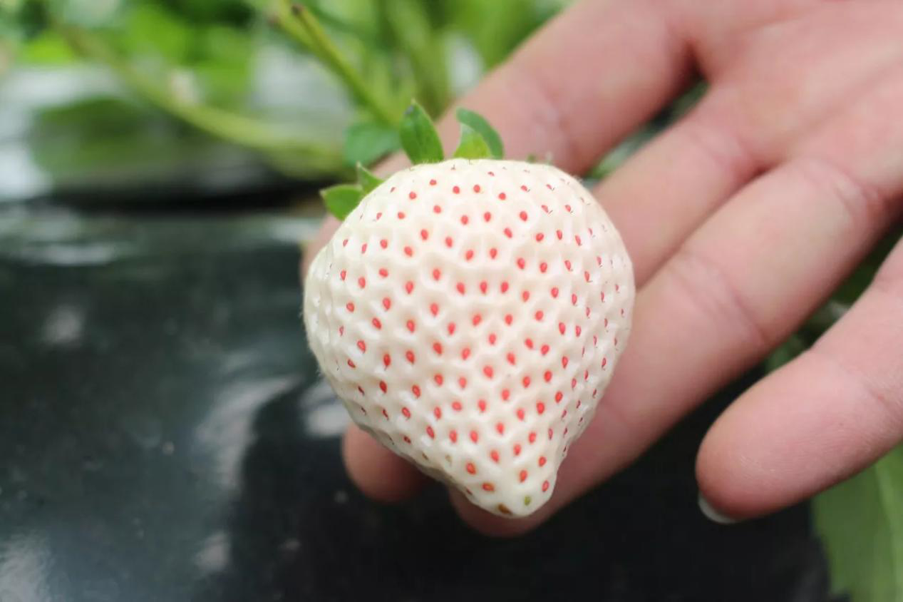 草莓界也有“白富美”？ 日本引进的白草莓有这些不同 | 国际果蔬报道