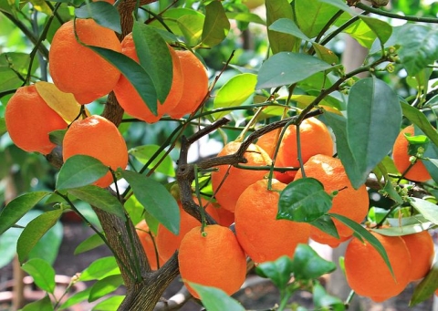 疫情对南非柑橘出口的影响