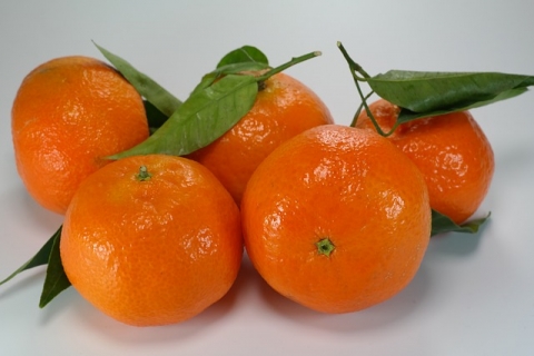 南非各柑橘组织纷纷预测本季软柑橘出口量将明显低于早先的预估,而